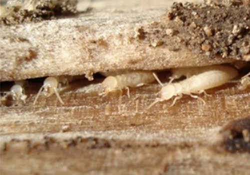 cách xử lý mối đã ăn gỗ 1