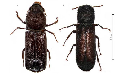 Chống mọt cho gỗ