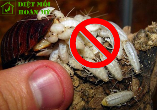 Cách diệt gián con