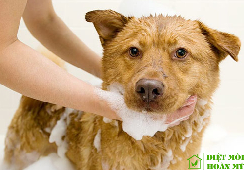 Bọ chét và cách diệt