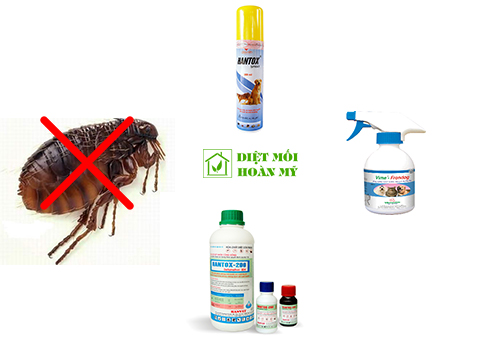 Cách diệt bọ chét ở mèo