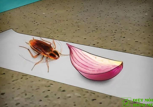 Cách diệt gián đơn giản hiệu quả