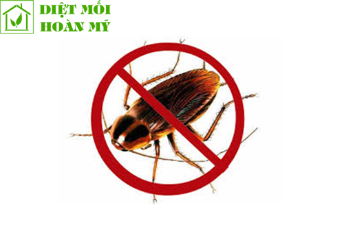 Cách diệt gián tự nhiên