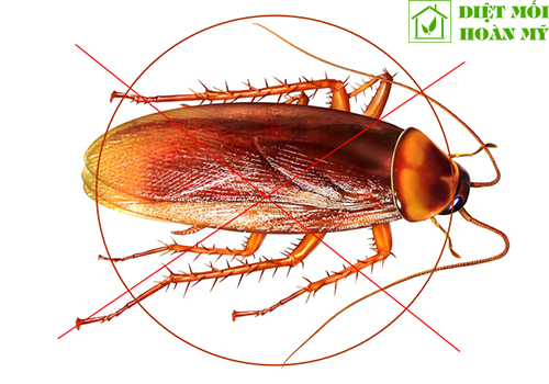 Con gián sợ gì nhất?