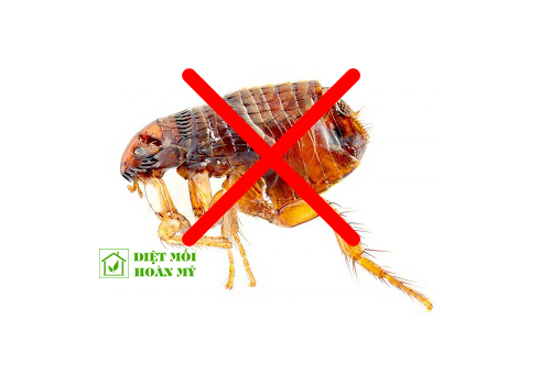 Diệt bọ chét tận gốc