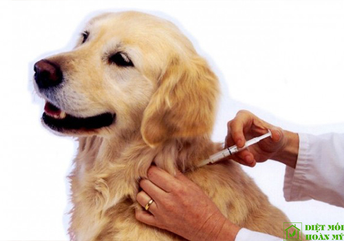 Diệt ve chó hiệu quả