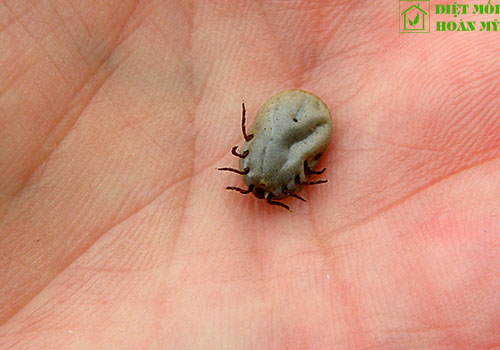 Diệt ve chó vào nhà