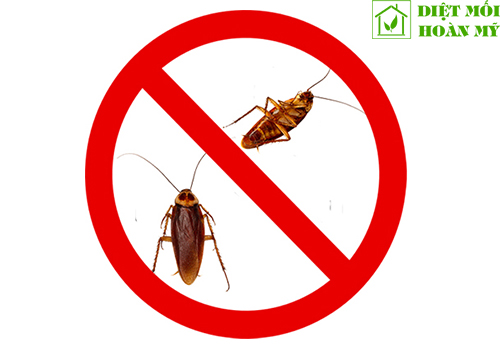 Gián gây bệnh gì?