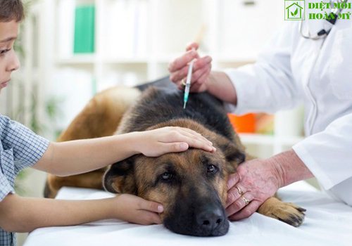 Làm sao để diệt bọ chét?