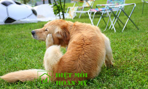 Làm sao để diệt ve chó 1