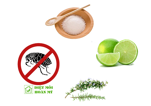 Mẹo diệt bọ chét trong nhà