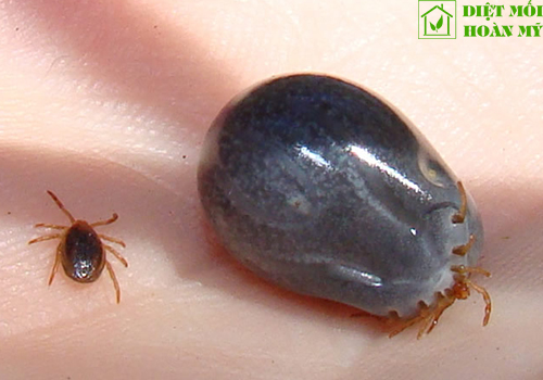 Ve chó sống được bao lâu?