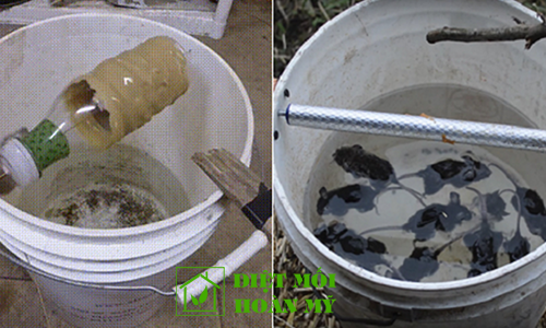 Bẫy chuột trong nhà 3