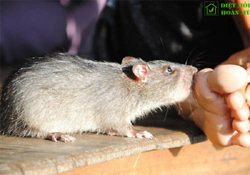 Bệnh dịch hạch lây qua đường nào?