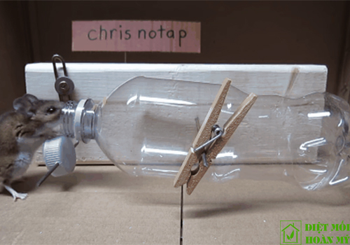 Cách bắt chuột nhắt trong nhà