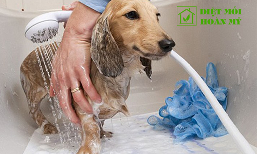 Cách diệt bọ chét rận ở chó mèo 1