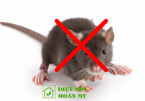 Cách diệt chuột bằng xi măng