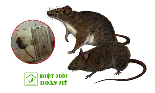 Cách diệt chuột cống hiệu quả 2