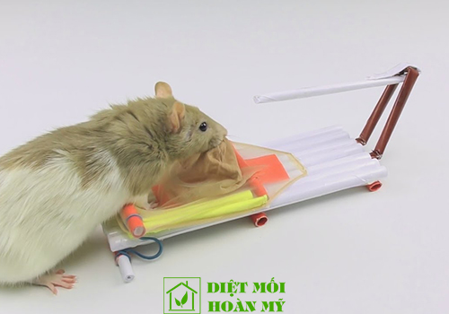 Cách diệt chuột đơn giản hiệu quả
