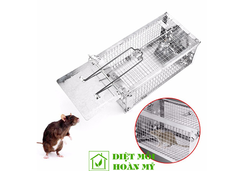 Cách diệt chuột nhắt hiệu quả