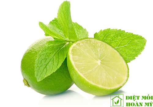 Cách diệt kiến đen hiệu quả