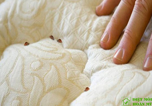 Cách diệt rệp giường hiệu quả