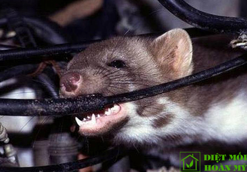 Cách phòng chuột cắn dây điện