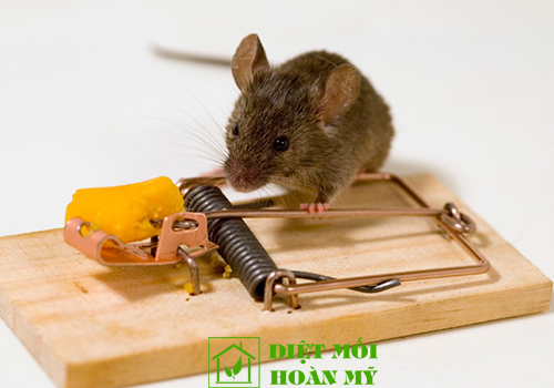 Cách tiêu diệt chuột xạ