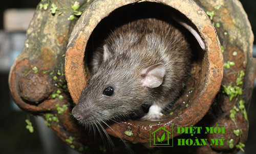 Chuột cống thích ăn gì nhất 1