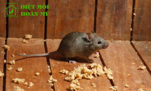 Chuột nhắt nhà 1