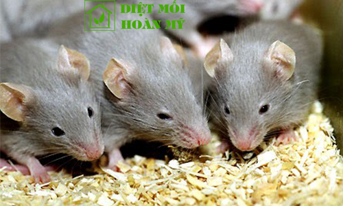 Chuột sinh sản như thế nào? 1