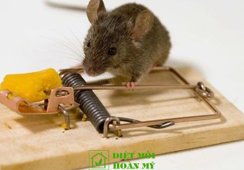 Công ty diệt chuột TPHCM