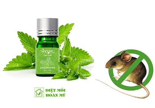 Diệt chuột bằng tinh dầu bạc hà