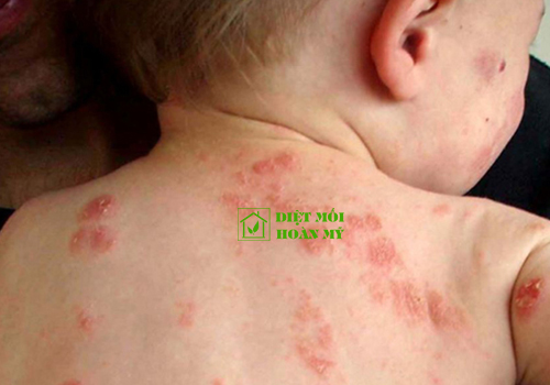 Kiến ba khoang có ở đâu?