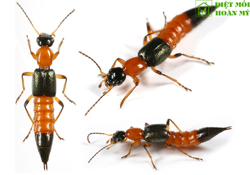 Kiến ba khoang xuất hiện ở đâu?