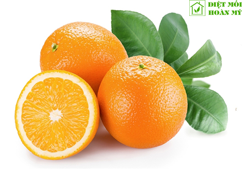 Kiến lửa sợ gì nhất?