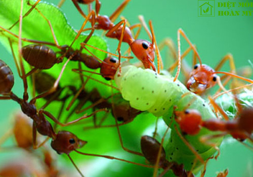 Kiến vàng ăn gì?