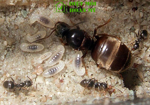 Loài kiến gai đen