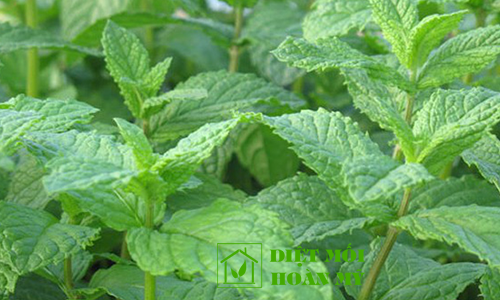 Mẹo đuổi chuột nhanh và an toàn 1