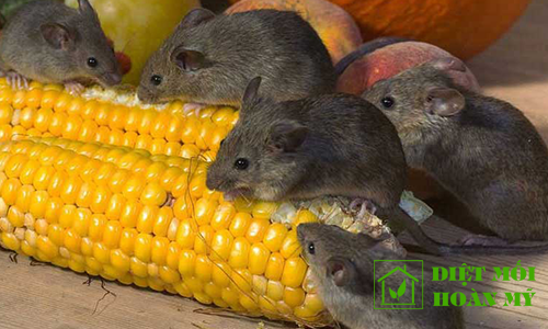 Mẹo đuổi chuột nhanh và an toàn 2