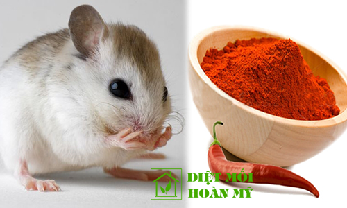 Mẹo đuổi chuột nhanh và an toàn