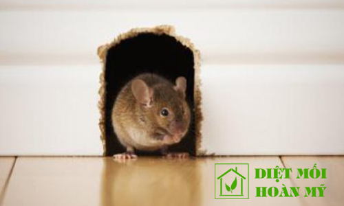 Thuốc diệt chuột an toàn cho người 1