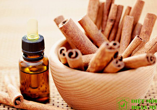 Cách xua đuổi kiến gió