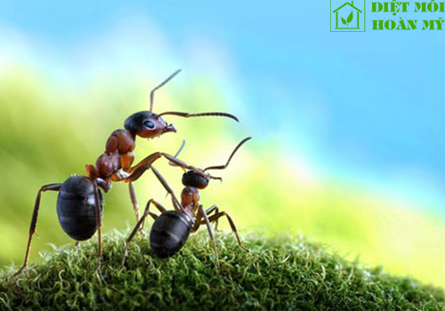 Mẹo diệt kiến hiệu quả nhất