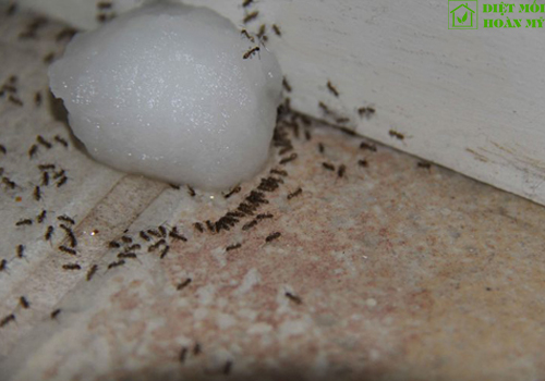 Diệt kiến bằng hàn the