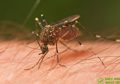 Loài muỗi sốt xuất huyết đốt có ngứa không?