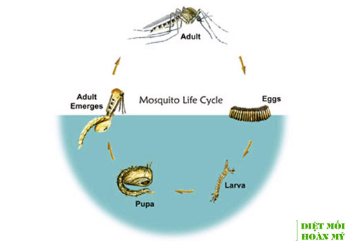 Loài muỗi sốt xuất huyết sống bao lâu?