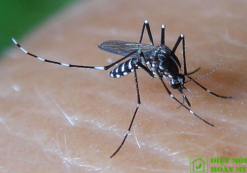 Loài muỗi truyền bệnh sốt xuất huyết có tên là gì?