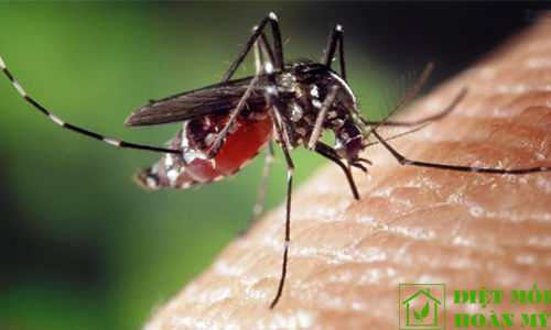 Phòng bệnh bằng muỗi biến đổi gen