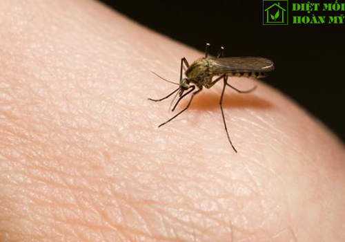 Bị muỗi đốt có lây nhiễm HIV không?